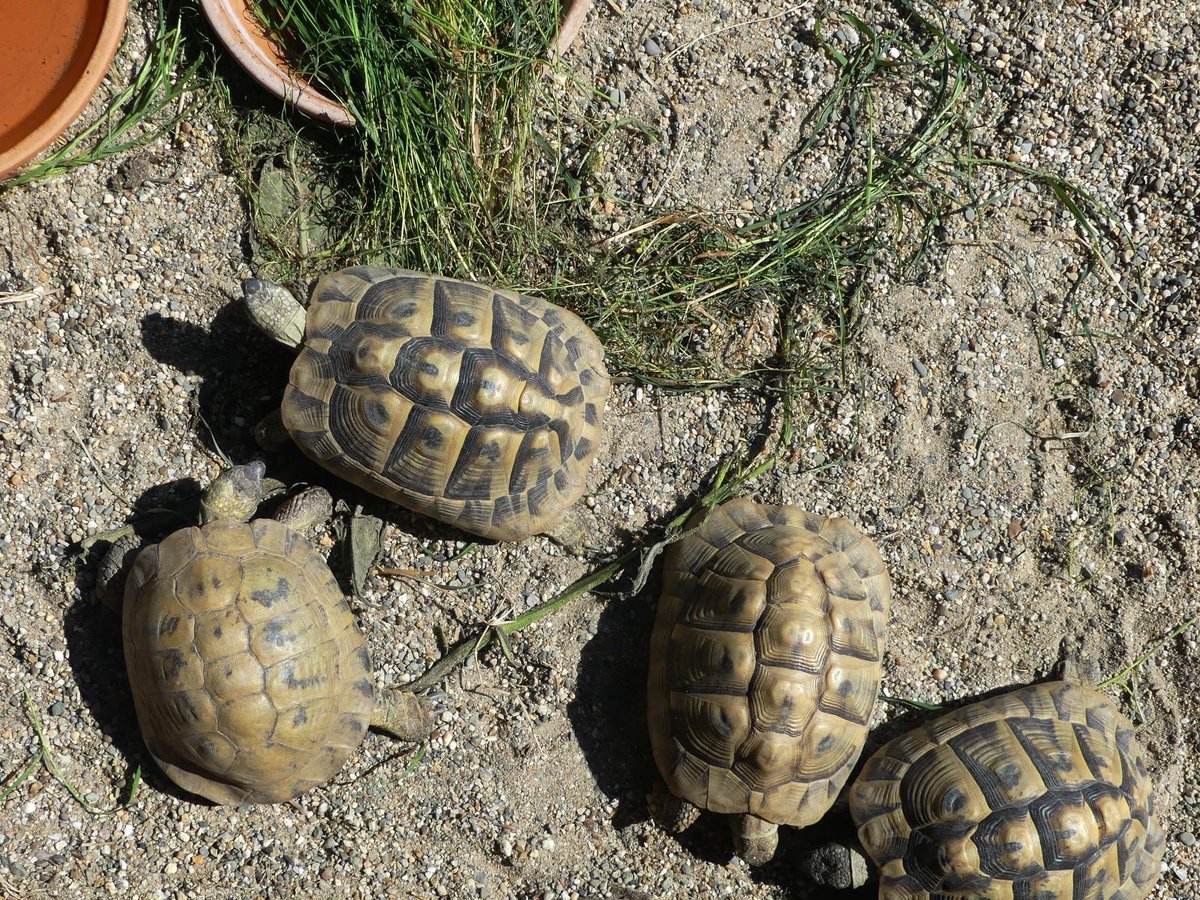 Turtles are such fascinating animals—known for their longevity and gentle nature. Did you know that some species can live for over 100 years? That makes them the ultimate chill companions! What’s your favorite turtle fact?
#Faunawatch #TurtleShelter