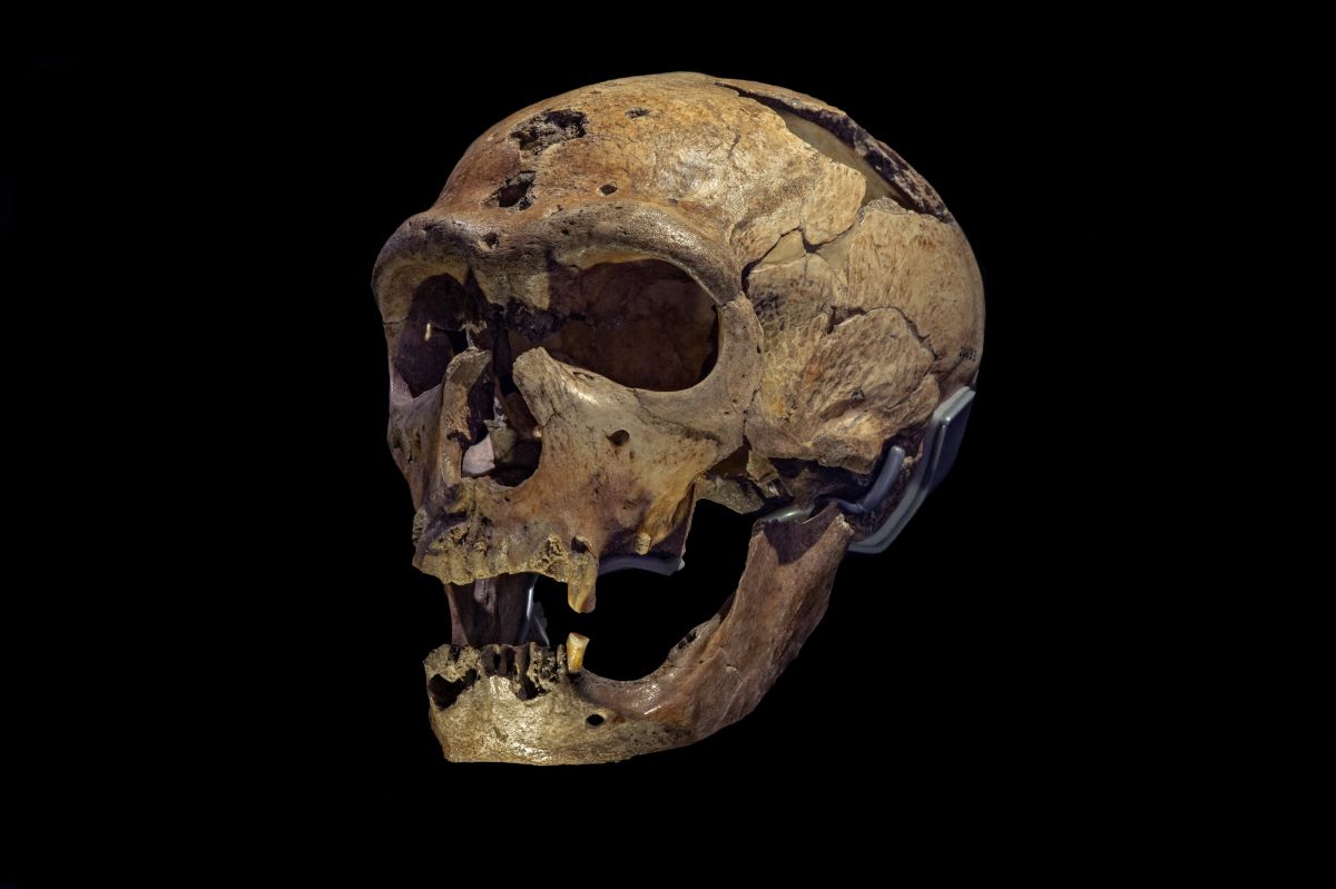 Musée de l'Homme tweet media