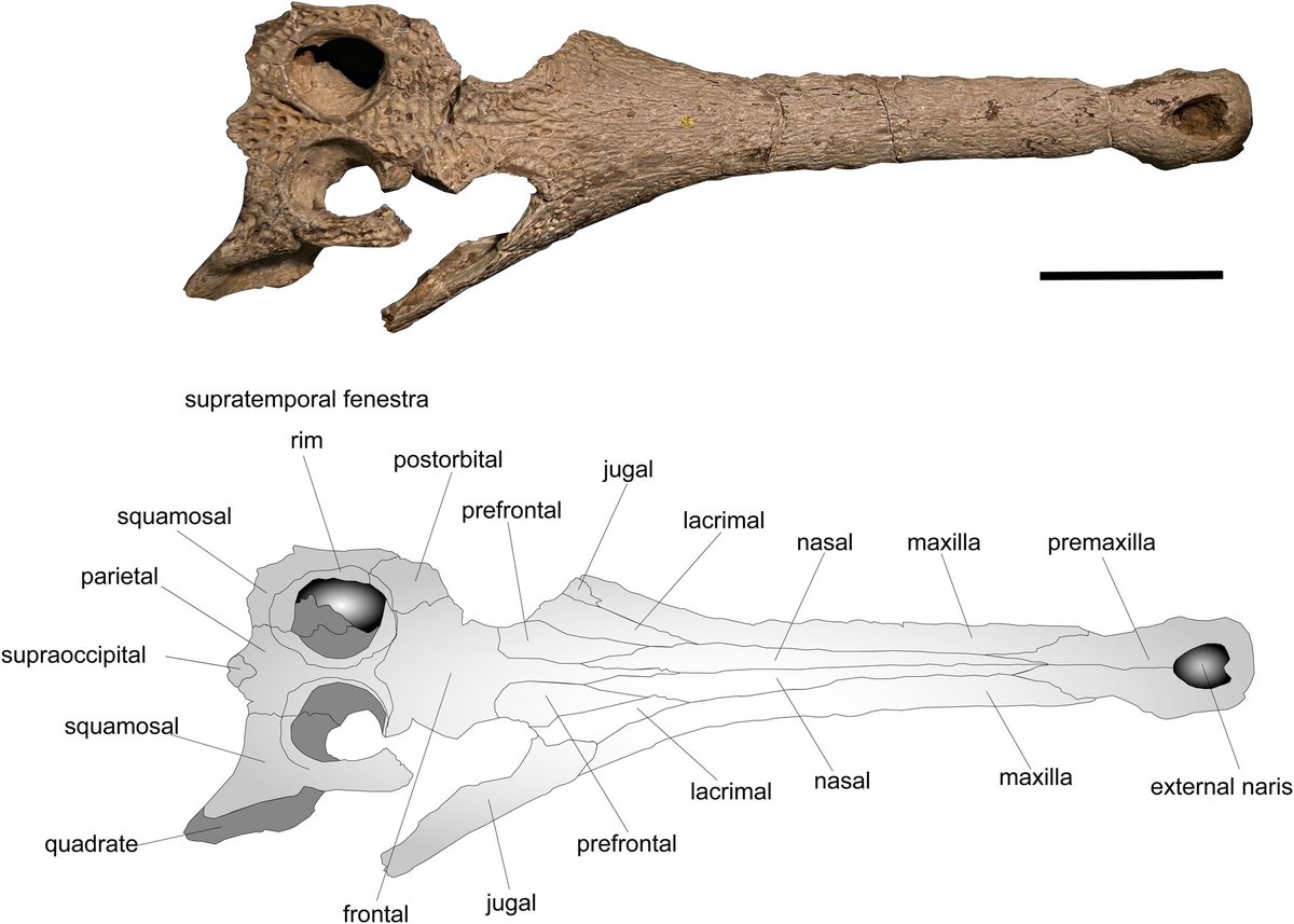 Introducing Sutekhsuchus dowsoni 🐊

My new paper, with <a href="/piginatutu/">Cecily Nicholl</a>, <a href="/Palaeo_Pittard/">Bethany Pittard</a>, <a href="/heshamsallam/">Hesham Sallam</a> and <a href="/pdmannion/">Phil Mannion</a> revises the Egyptian Miocene gavialoid Tomistoma dowsoni

tandfonline.com/doi/full/10.10…
