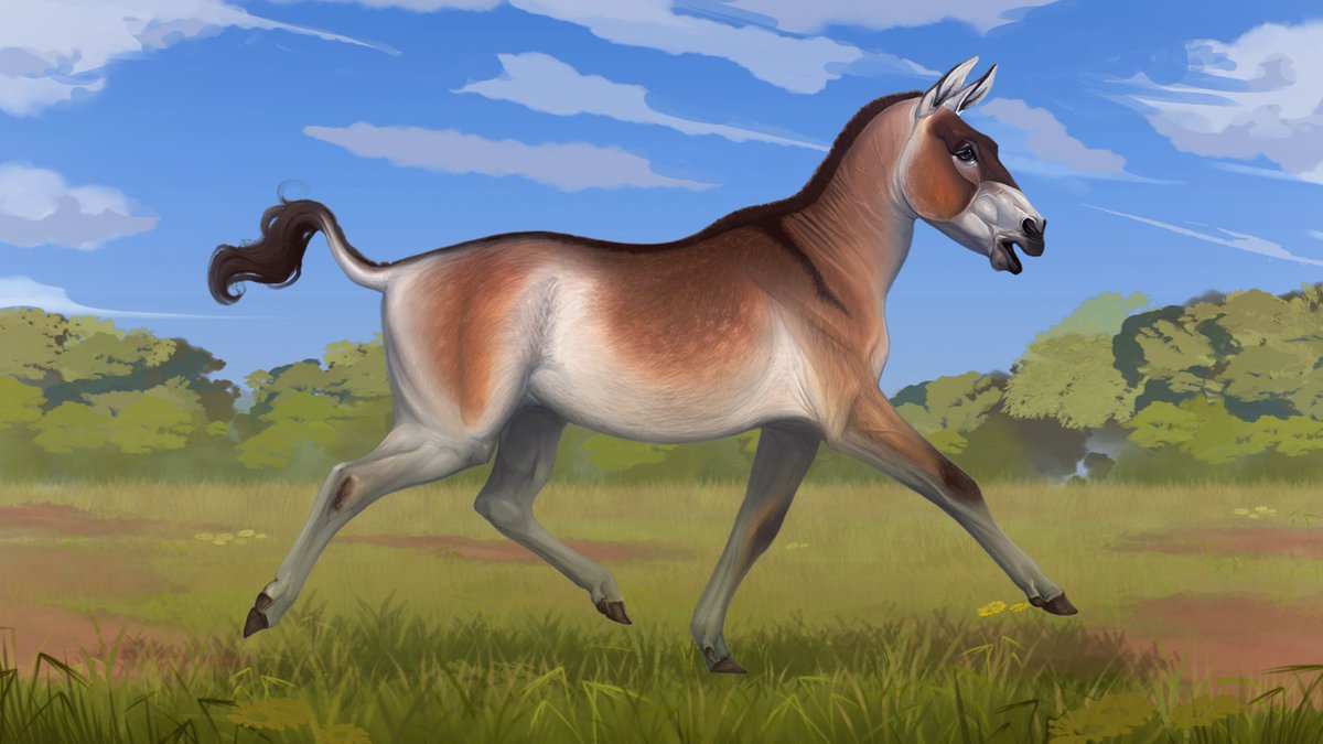 Portfolio Review: 

Parahippus Parahippus was an early horse ancestor in the Miocene. It had it's concept, model, and animation done by us for the upcoming paleodocumentary, Forgotten Bloodlines: Agate.