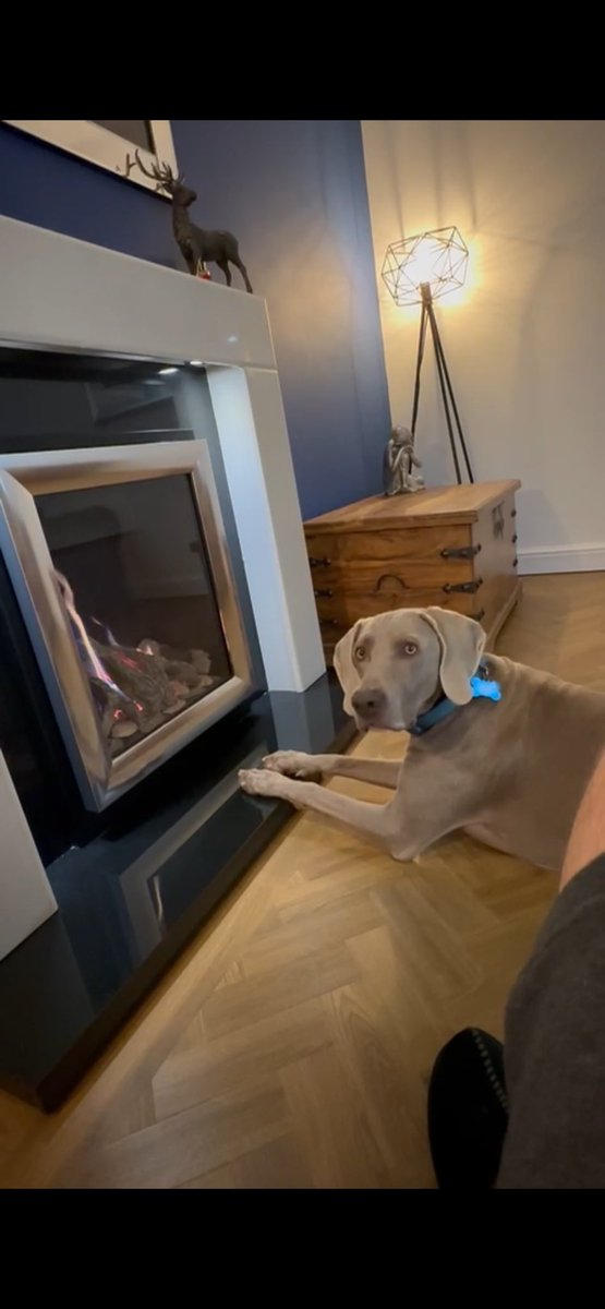 Flooring is for everyone to enjoy!🤩

This stunning installation is <a href="/AmticoFlooring/">Amtico</a> Traditional Oak in a herringbone laying pattern which we think is a spectacular choice from the customer! And apparently we’re not the only ones who think so!😆🐶

#lvt #lvtflooring #amtico