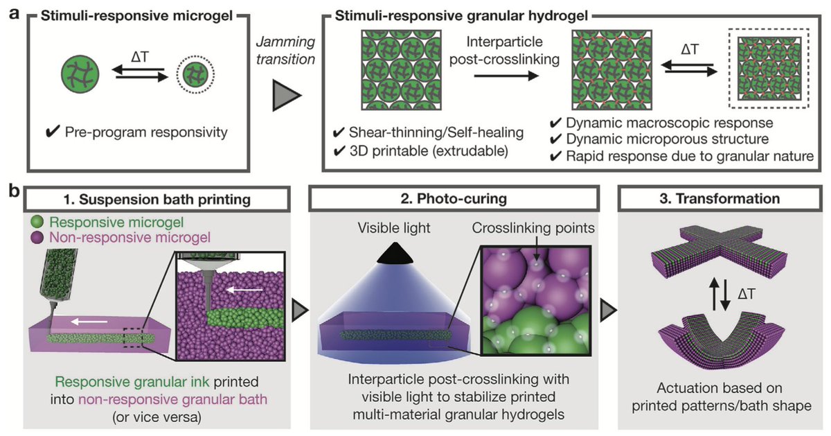 BurdickLab (@burdicklab) on Twitter photo Congrats to Postdoctoral Fellow, <a href="/KeisukeNak678/">Keisuke Nakamura 中村圭佑</a>, on his recent work developing stimuli-responsive granular hydrogels, now out in Advanced Materials!
Link: doi.org/10.1002/adma.2…
Co-authors: <a href="/CaprioNiko/">Niko Di Caprio</a> <a href="/BurdickLab/">BurdickLab</a> Congrats to Postdoctoral Fellow, <a href="/KeisukeNak678/">Keisuke Nakamura 中村圭佑</a>, on his recent work developing stimuli-responsive granular hydrogels, now out in Advanced Materials!
Link: doi.org/10.1002/adma.2…
Co-authors: <a href="/CaprioNiko/">Niko Di Caprio</a> <a href="/BurdickLab/">BurdickLab</a>
