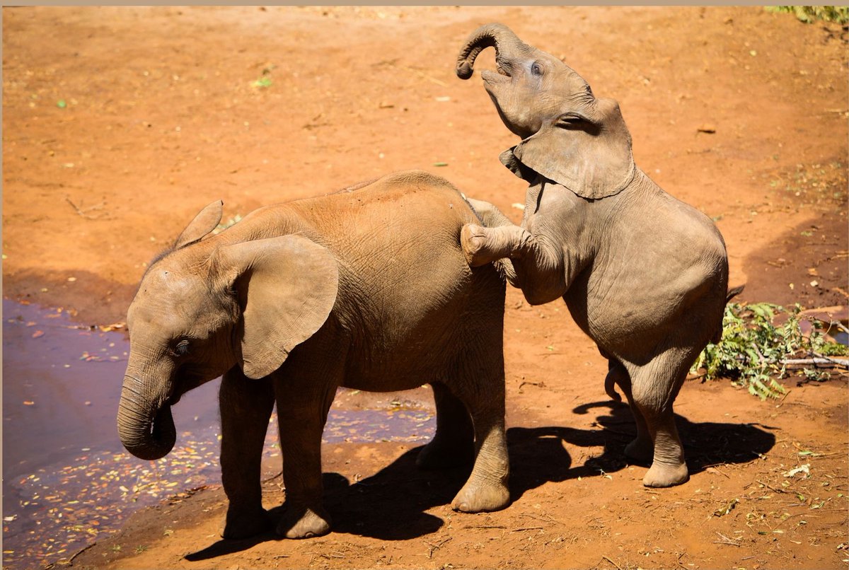 ASK US ANYTHING! 

Over the next few weeks, we’ll be answering YOUR questions about wildlife conservation! Ever wondered how we collect urine samples from wild elephants? Curious how chilli peppers help prevent human-elephant conflict?

Drop your questions in the comments below!