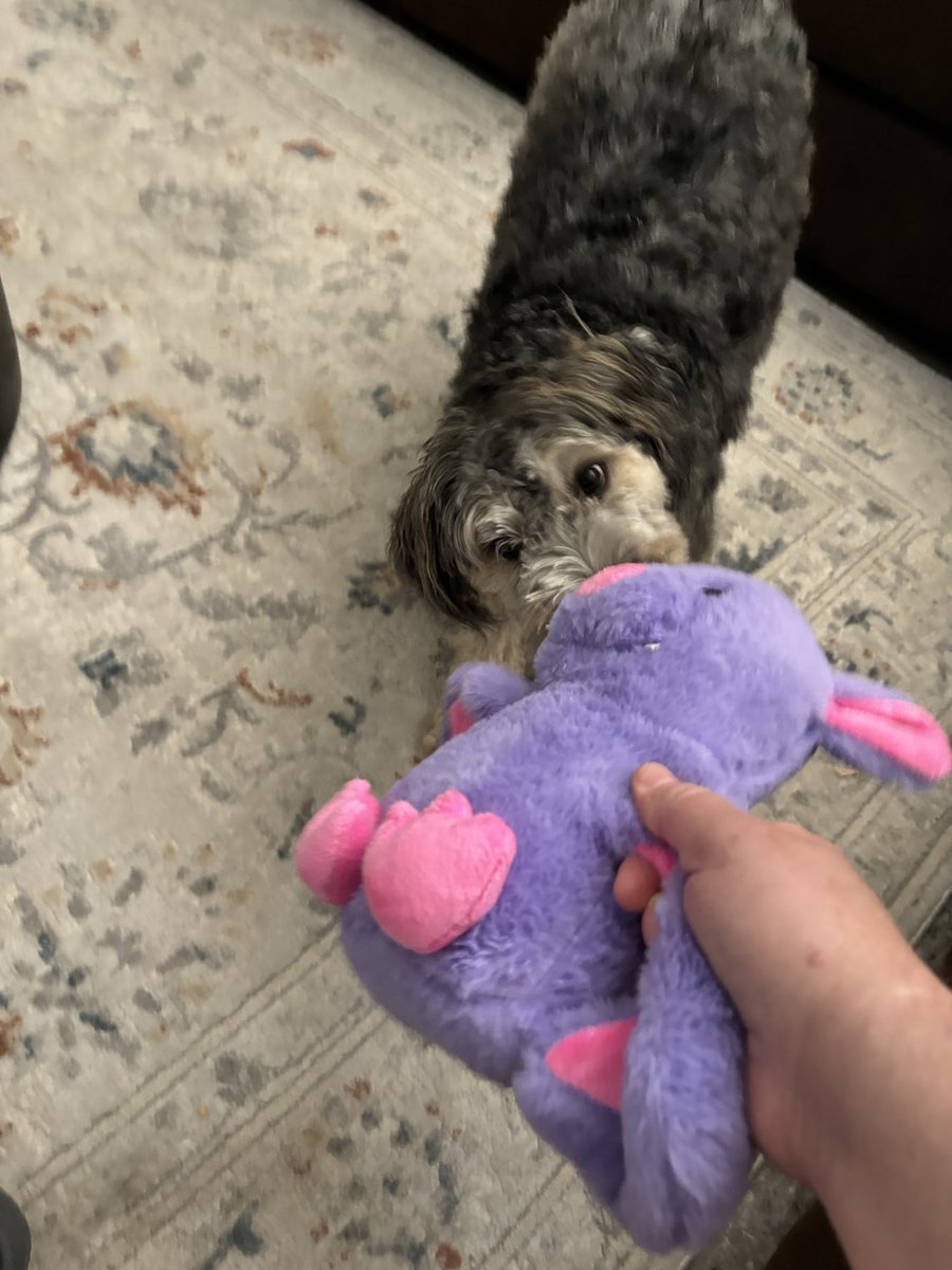 ⁦<a href="/PetSmart/">PetSmart</a>⁩ ⁦<a href="/PetSmartChariTs/">PetSmart Charities®</a> another great hit with our little girl. She likes this better than some of her other toys. The toys we get supporting your charity are always a hit. Keep it up!