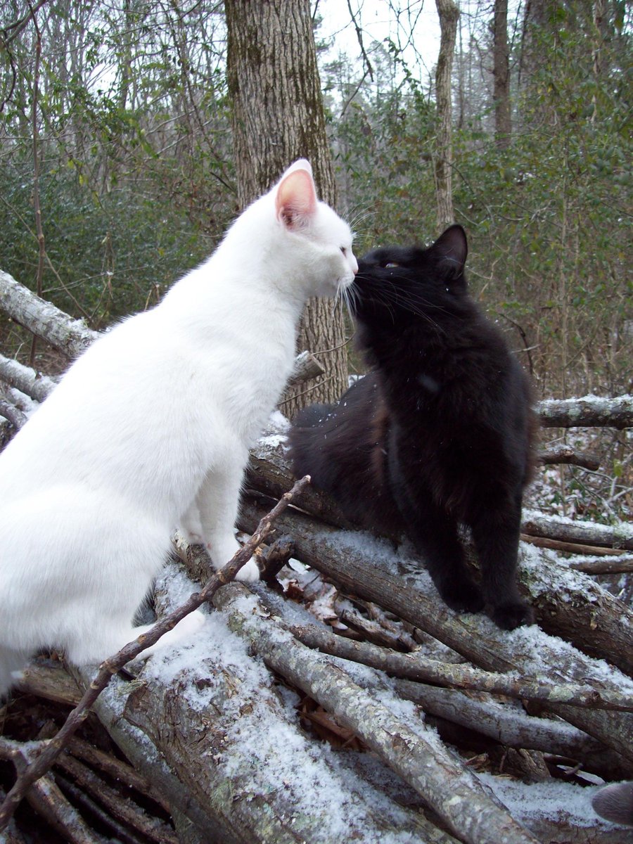 <a href="/CryingCat_sol/">Crying Cat Solana</a> Best buds 

$FUK x $CRYING 

🐈‍⬛🤝😿