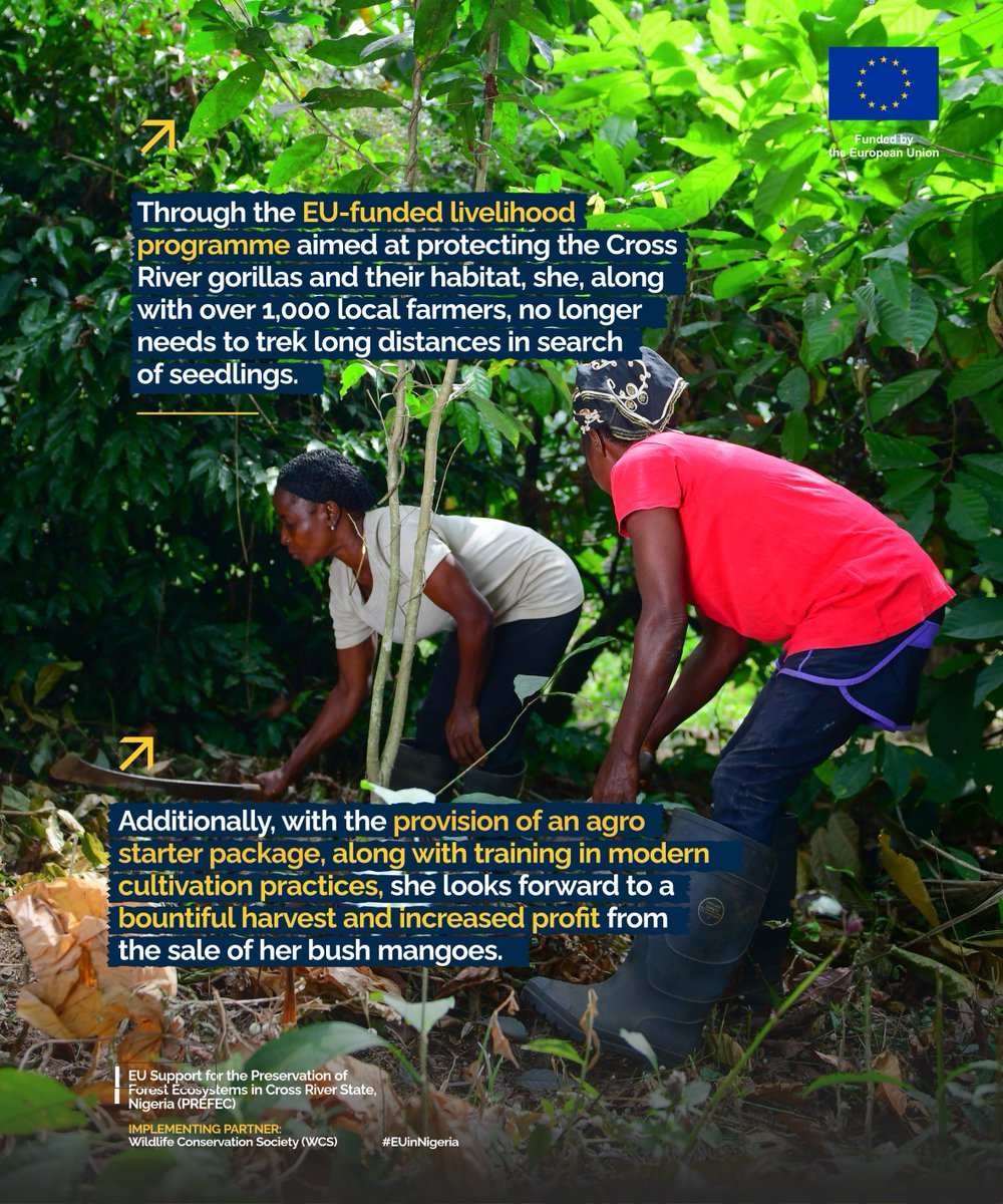 In Osomba, Cross River State, bush mango farmers Abang Okon and Regina Ntui are transforming their livelihoods through the EU-funded PREFEC programme. Alongside 1,000+ farmers, they’ve received tools and seedlings, boosting their farms. #EUinNigeria