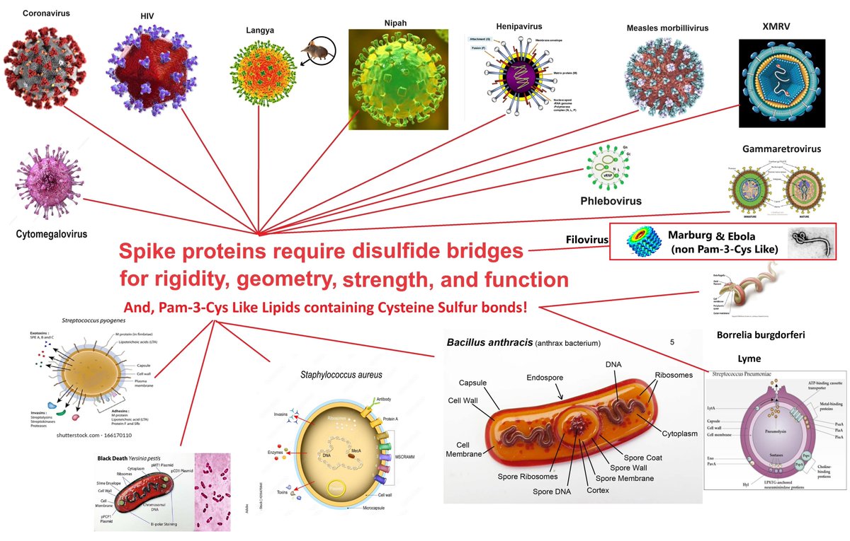 AllicinV's tweet photo. Both #Marburg and #Ebola are members of the #Filovirus family and have glycosylated #Spike proteins with conserved disulfide bridges. These pathogens do not have the Pam-3-Cys lipid protein toxins. #Allicin in  #AllicinV destroys the disulfide bridge functionality of the spike proteins in these viruses.