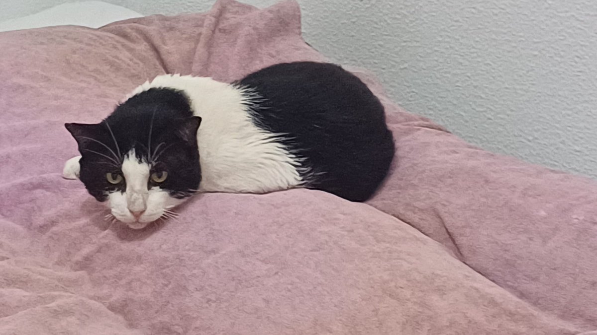 Gerundio, es un #gato de 6 años, y hubo que quitarle la dentadura.
Ya se está recuperando en casa de acogida después de estar ingresado en clínica veterinaria.
Tuvo que estar 10 días antes de la operación reponiendose de la deshidracion,anemia e infección en la boca. #València