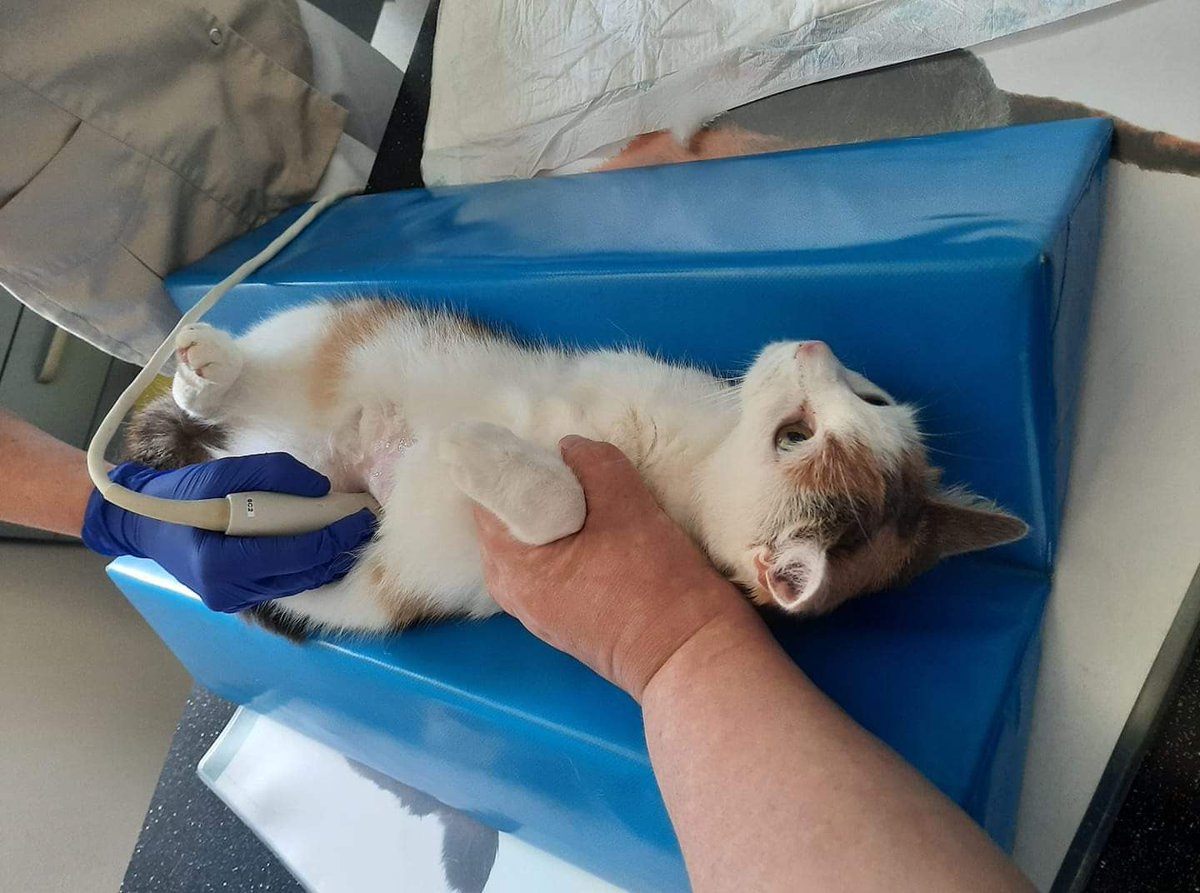 Kaja potrzebuje pomocy, tylko że NIKT nie chce jej pomóc, NIKT jej nie zauważa....

Pomóżcie 🙏 

pomagam.pl/cr4wg3