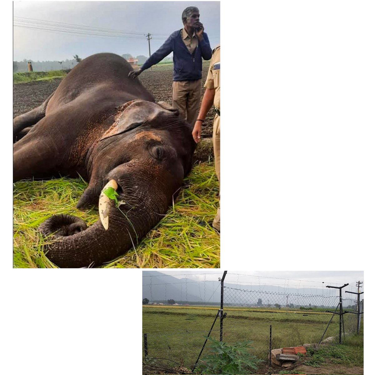 The above pic is of an Electrocuted Elephant near the Adiyogi Centre, and the below picture is of an electric fence erected by the Isha Foundation - #Sadhguru Jaggi Vasudev's Headquarters in the foothills of the Velliangiri hills.
Pic: 2021
Source
newslaundry.com/2021/05/17/how…
🧵1/14