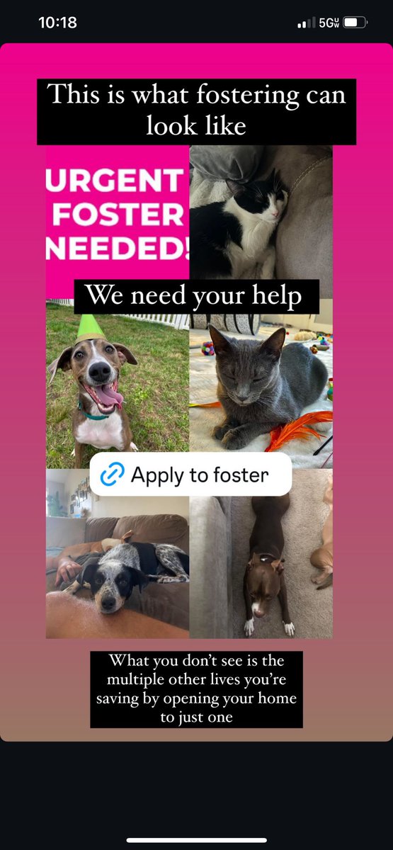 lkn_humane's tweet image. We are in urgent need of fosters in the Mooresville area. We are taking in 20+ animals this week displaced from Hurricane Helene and need help with space. If you can foster please do so. All supplies are provided. 

lakenormanhumane.org/foster