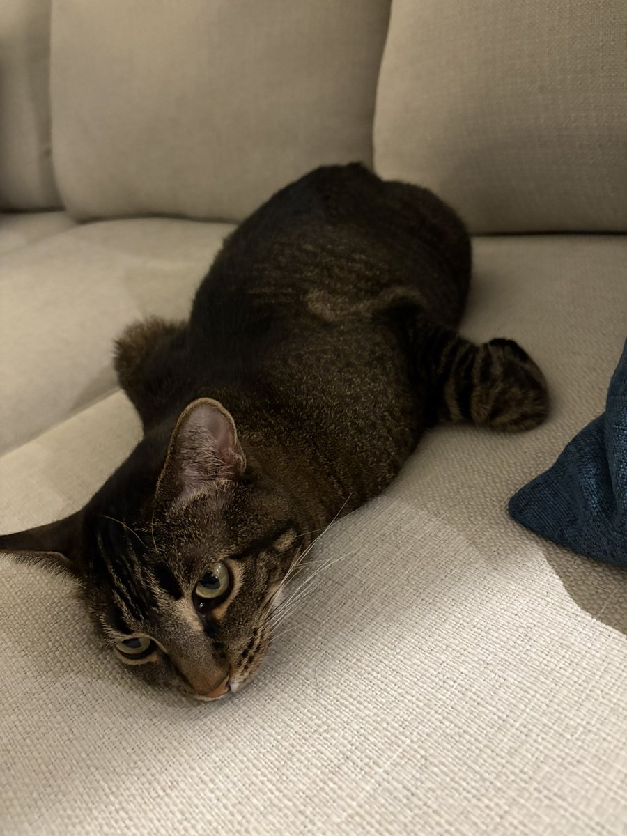 Don’t mind me, I’m just a perfectly normal chicken, no cat here….
#cats #CatsOfTwitter #CatsOfX