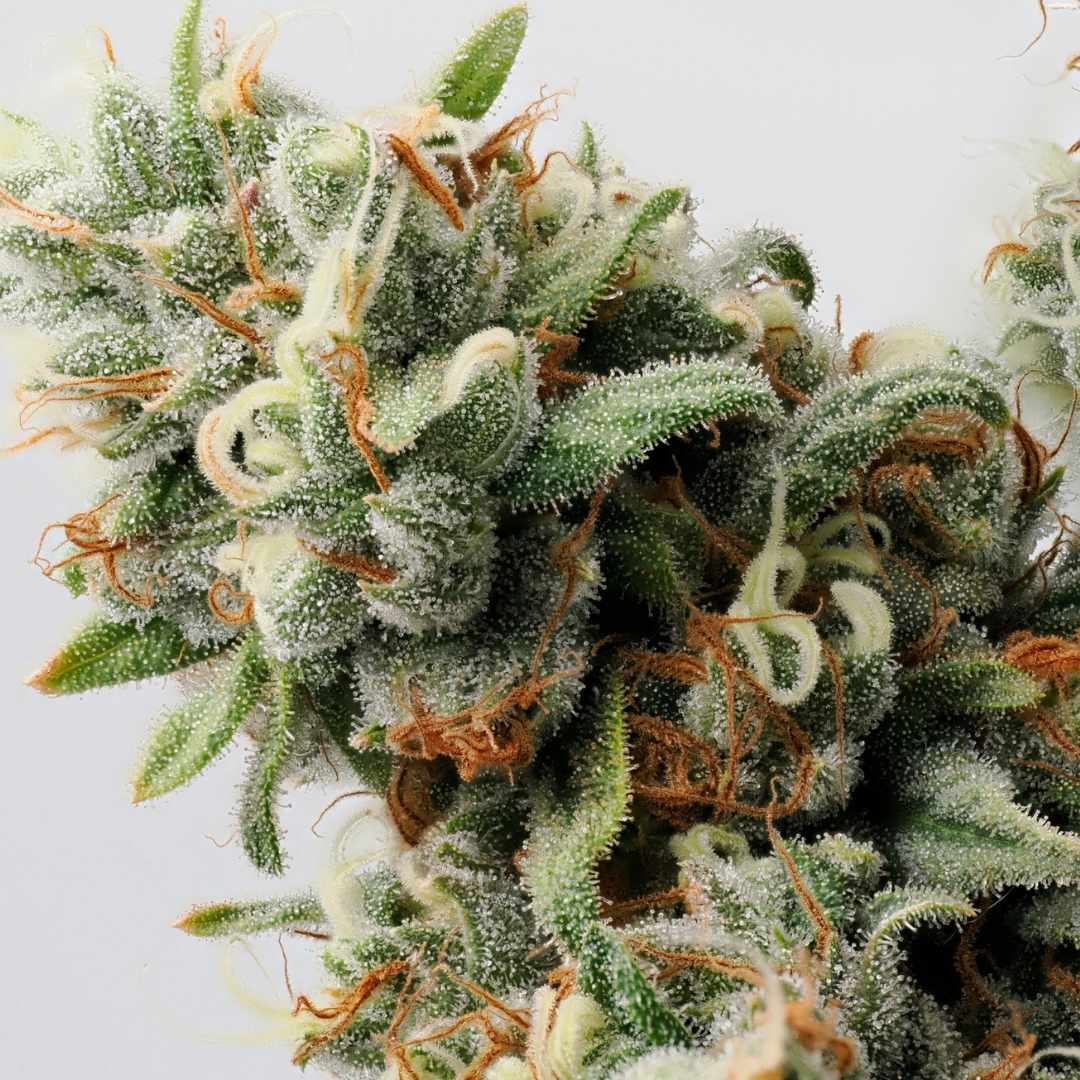 💥 Wham Boom Auto 
🚀 Ready to experience pure power? Check out our Wham Boom Auto– a strain that packs an explosive punch with fruity flavors and massive THC levels! 🌱💥 #WhamBoomAuto #AnesiaSeeds #GrowYourBest #THCPower #CannabisCommunity