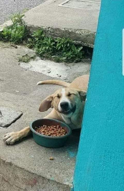 Se amable con los perritos callejeros, ellos no tienen a nadie. 🐾❤️