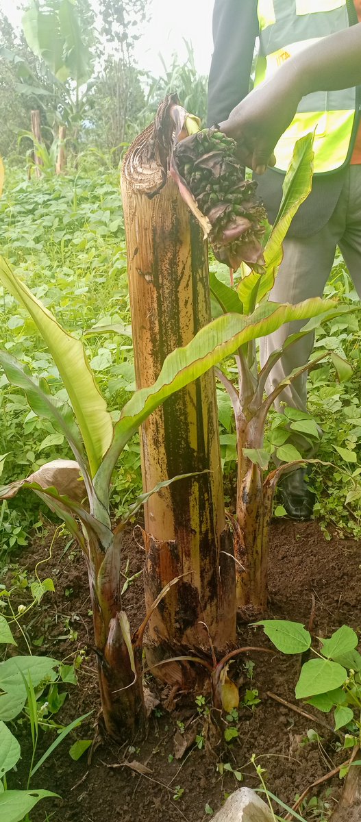 kagsnick's tweet photo. @IITA_Uganda @IITA_CGIAR @ASARECA @MAAIF_Uganda @plantvillage Imagine such bunches resulting from BBTVD. Together, BBTVD must go https://t.co/ufA6lByfAl