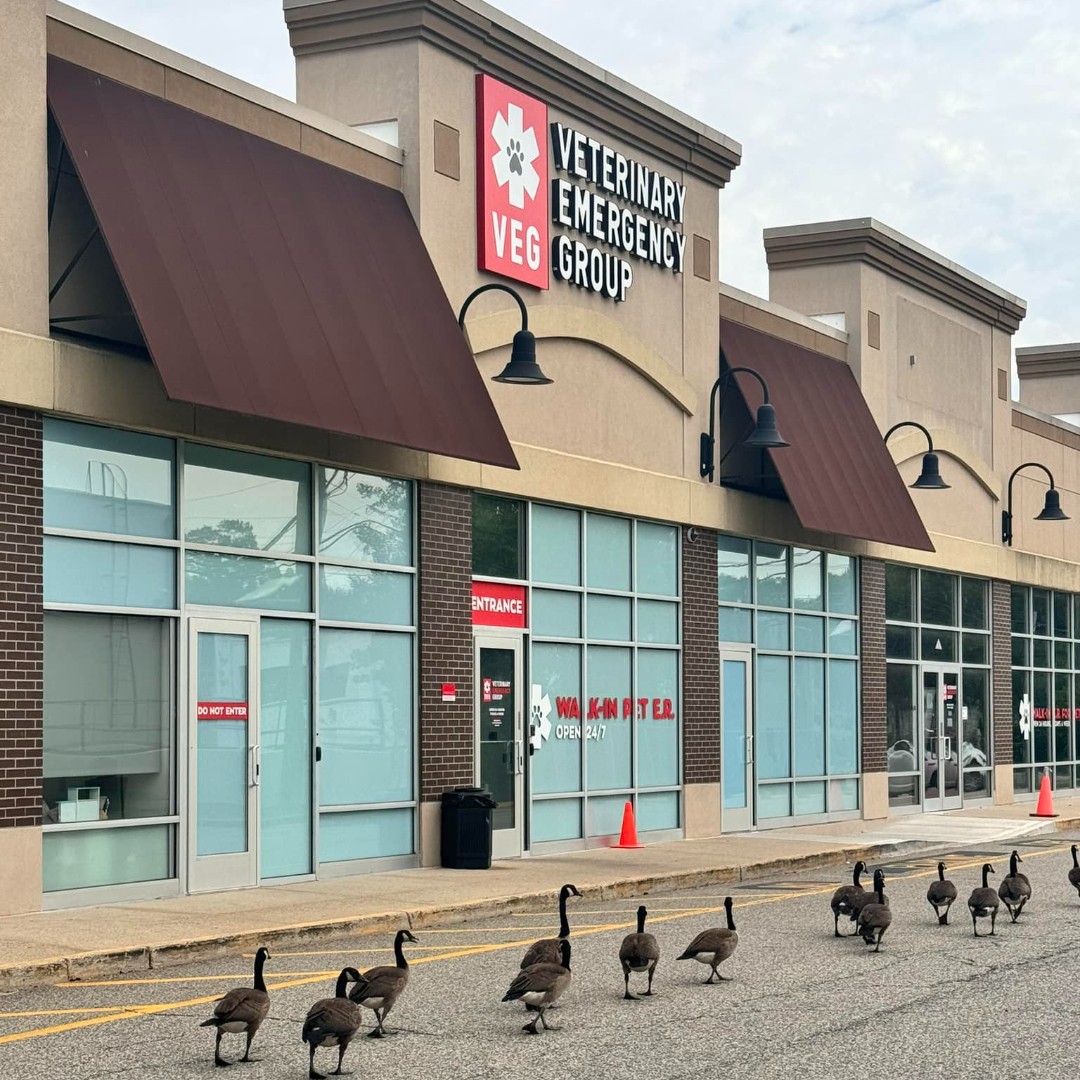 VEGERforpets's tweet image. These geese said sheesh! They must&apos;ve heard you can see a doctor right away at VEG and are waddling right in - no appointment needed! 🦢 We&apos;re open 24/7, so you never have to wing it in an emergency. 🚑

📍VEG Clifton, NJ

#vegolution #pethospital #geese #funny