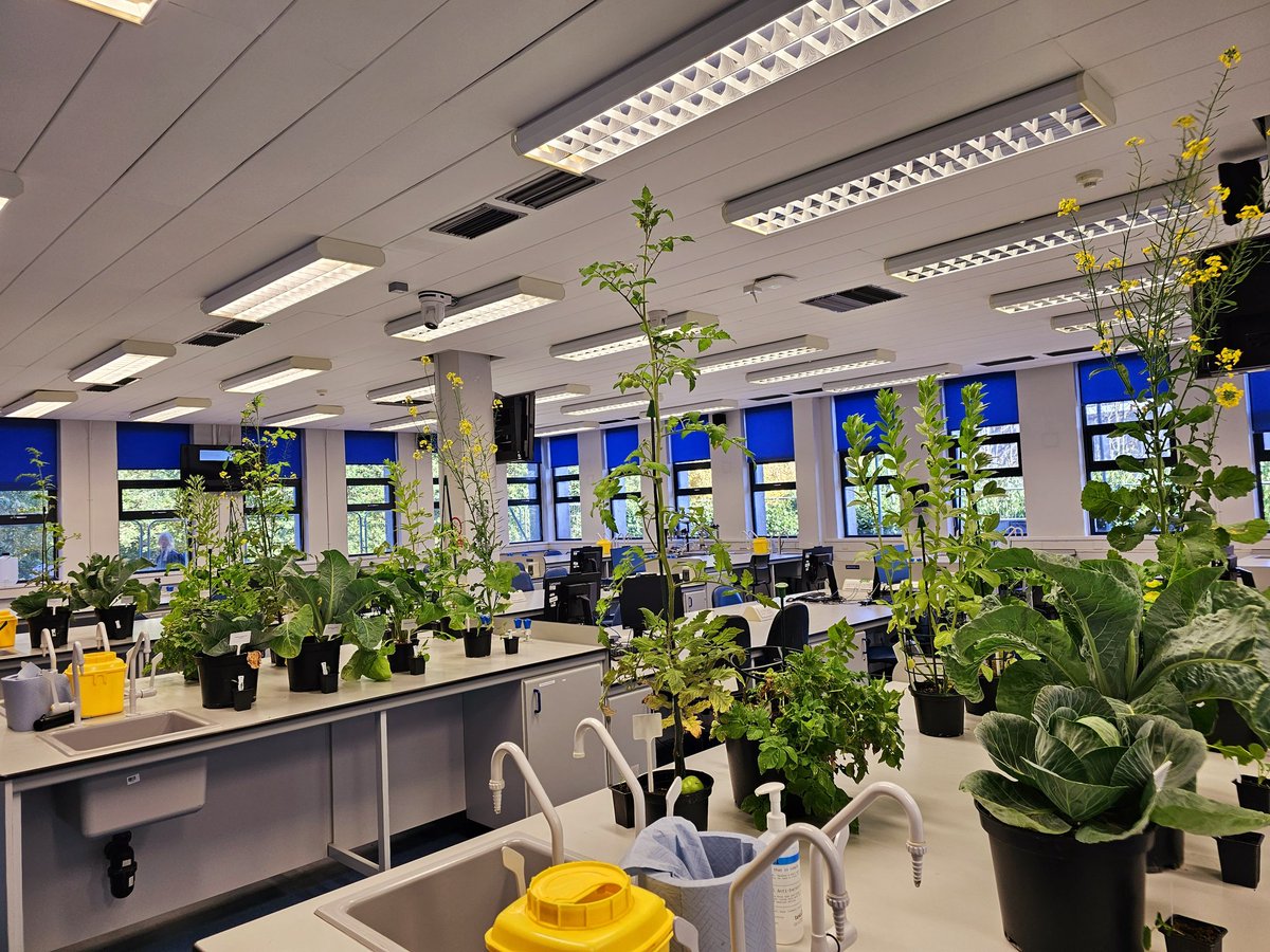 HannahVCooper's tweet image. Excellent first practical for the second year @UoNBiosciences students. Learning about different crop species, identification at seedling and mature stage, and their role in UK and global agriculture 🌱🚜🫛🫘🥬🥔🍅