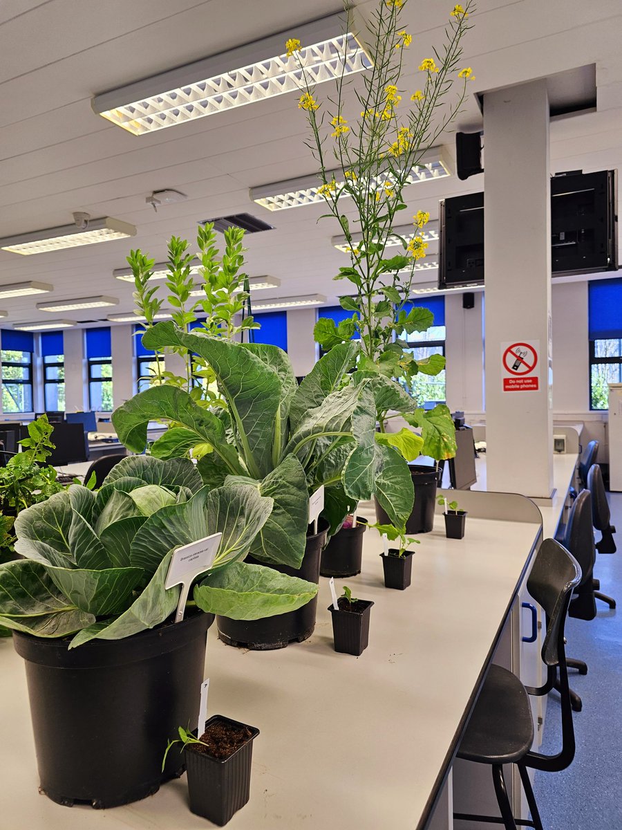 HannahVCooper's tweet image. Excellent first practical for the second year @UoNBiosciences students. Learning about different crop species, identification at seedling and mature stage, and their role in UK and global agriculture 🌱🚜🫛🫘🥬🥔🍅
