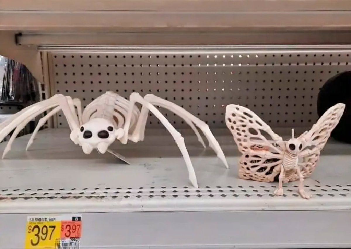 Ya empezó la temporada donde vemos "esqueletos" de animales invertebrados 💚🗿