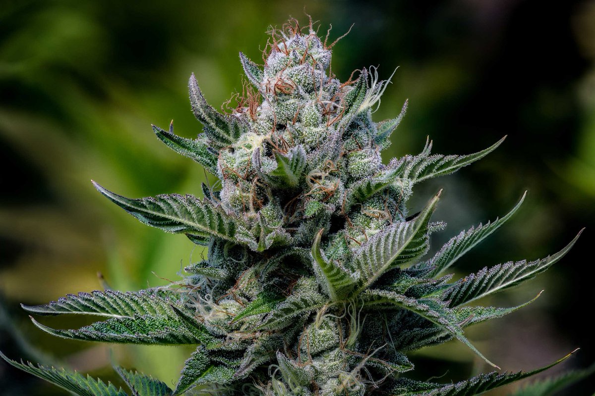 🍏🧃Green Apple Juice Auto
Green Apple Juice Auto is here for next-level highs! Sweet, tangy, and bursting with flavor, this strain is a refreshing blast of potency. 🌱🔥 #GreenAppleJuiceAuto #AnesiaSeeds #GrowBig #JuicyVibes #CannabisLife