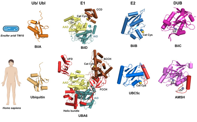 Few recent papers revealed the presence of Ubiquitin-like system in bacteria and its role in anti-viral defence against bacteriophages. Thx to <a href="/mohitasya/">Mohit</a> for his contribution. More info:

Ubiquitous #ubiquitin: From bacteria to eukaryotes ☺️

sciencedirect.com/science/articl…