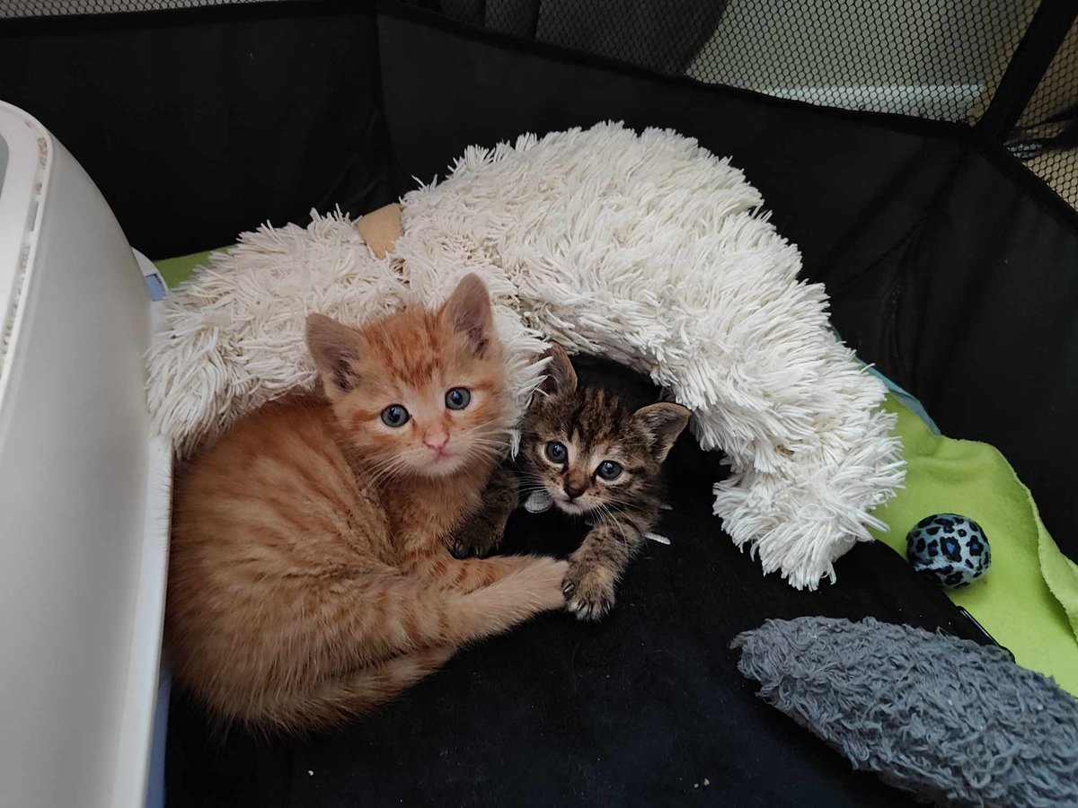 Takie brzdące powinny być z mamą... ale mamy niestety im nie dam, nikt nie wie co się z nią stało 😿

Ale jest chociaż misio-kudłacz do którego można się wtulić. Misio "wychował" już kilka kocich pokoleń, mam nadzieję że i maluszkom ciut pomoże... 

Oczywiście cały czas można nas