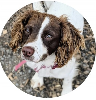 ROSIE HOME SAFE. THANKS FOR RT's😊🐕🐾

🆘30 SEPT 2024 #Lost ROSIE #ScanMe  
Brown &amp; White Spaniel Cross Female 
Windlesham Road #Chobham #Woking #Surrey #GU24 Spooked at 11.30pm on Monday night with another dog. He was caught but Rosie is still out there. doglost.co.uk/dog-blog.php?d…