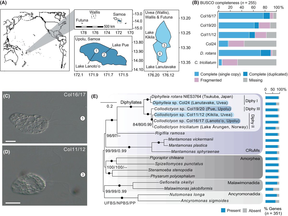 Journal of Eukaryotic Microbiology (@jeukmicro) on Twitter photo Transcriptomics of Diphyllatea (CRuMs) from South Pacific crater lakes confirm new cryptic clades | Luis Javier Galindo, Varsha Mathur, Hadleigh Frost, Guifré Torruella, Thomas A. Richards, Nicholas A. T. Irwin
<a href="/Luisjagago/">Luis Javier Galindo</a> <a href="/varsh_mathur/">Varsha Mathur</a>
onlinelibrary.wiley.com/doi/full/10.11… Transcriptomics of Diphyllatea (CRuMs) from South Pacific crater lakes confirm new cryptic clades | Luis Javier Galindo, Varsha Mathur, Hadleigh Frost, Guifré Torruella, Thomas A. Richards, Nicholas A. T. Irwin
<a href="/Luisjagago/">Luis Javier Galindo</a> <a href="/varsh_mathur/">Varsha Mathur</a>
onlinelibrary.wiley.com/doi/full/10.11…
