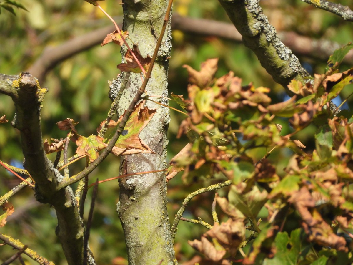 colindavison62's tweet photo. Whilst scanning treetops for warblers such as chiff and yellow browed at scoughall today, this moth with red underwing was fluttering around, then clamped itself to the branch. It looks very like Red Underwing, not many Scottish records! Could you check. @kattyponder https://t.co/BatVO06cWE