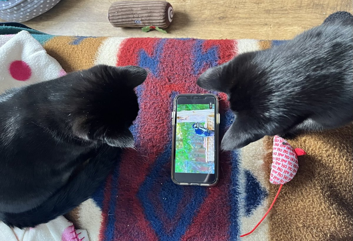 Our 2 new kittens are a pair of nerds.