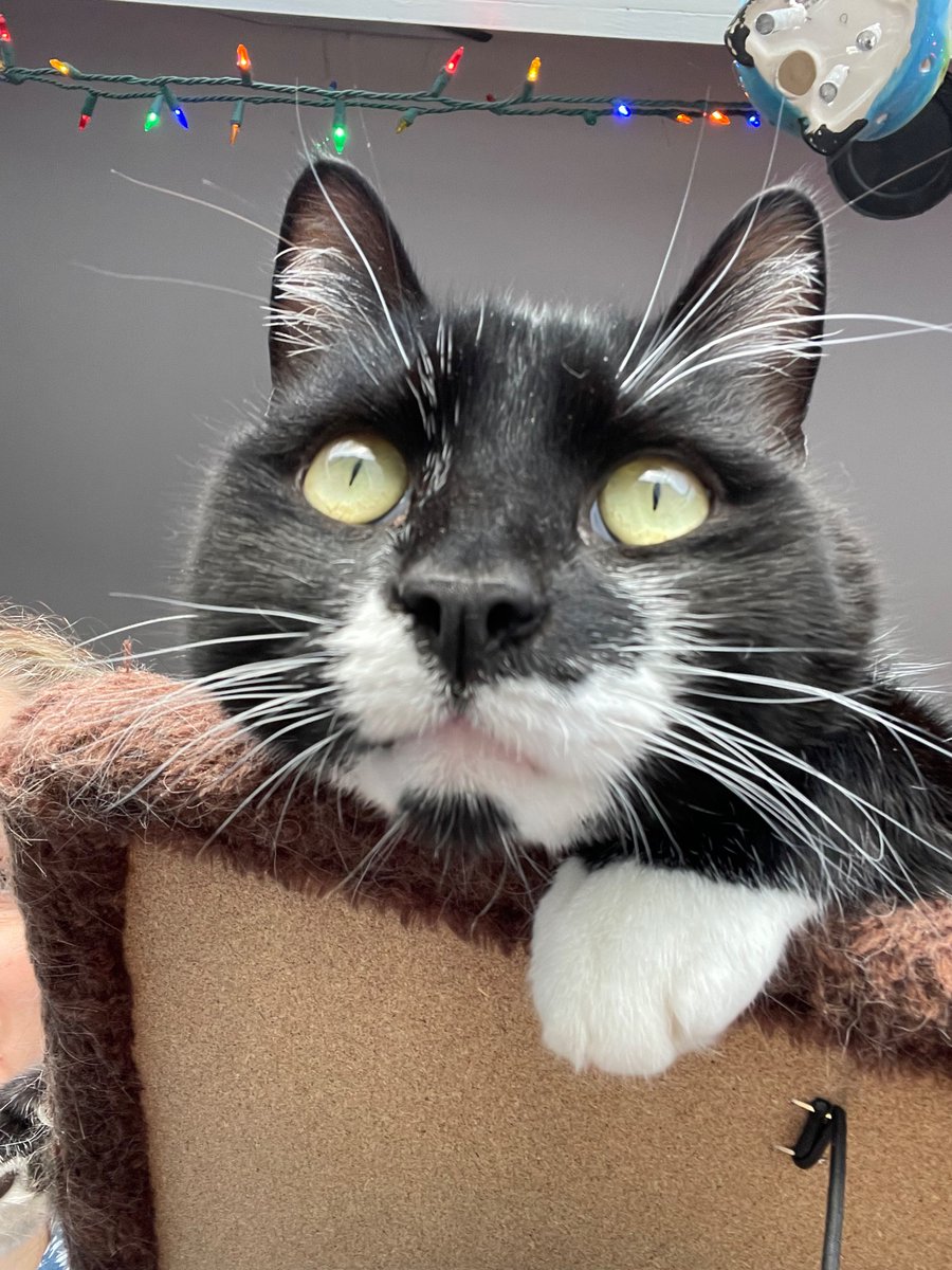 Dr Vicki Pattison-Willits tweet media