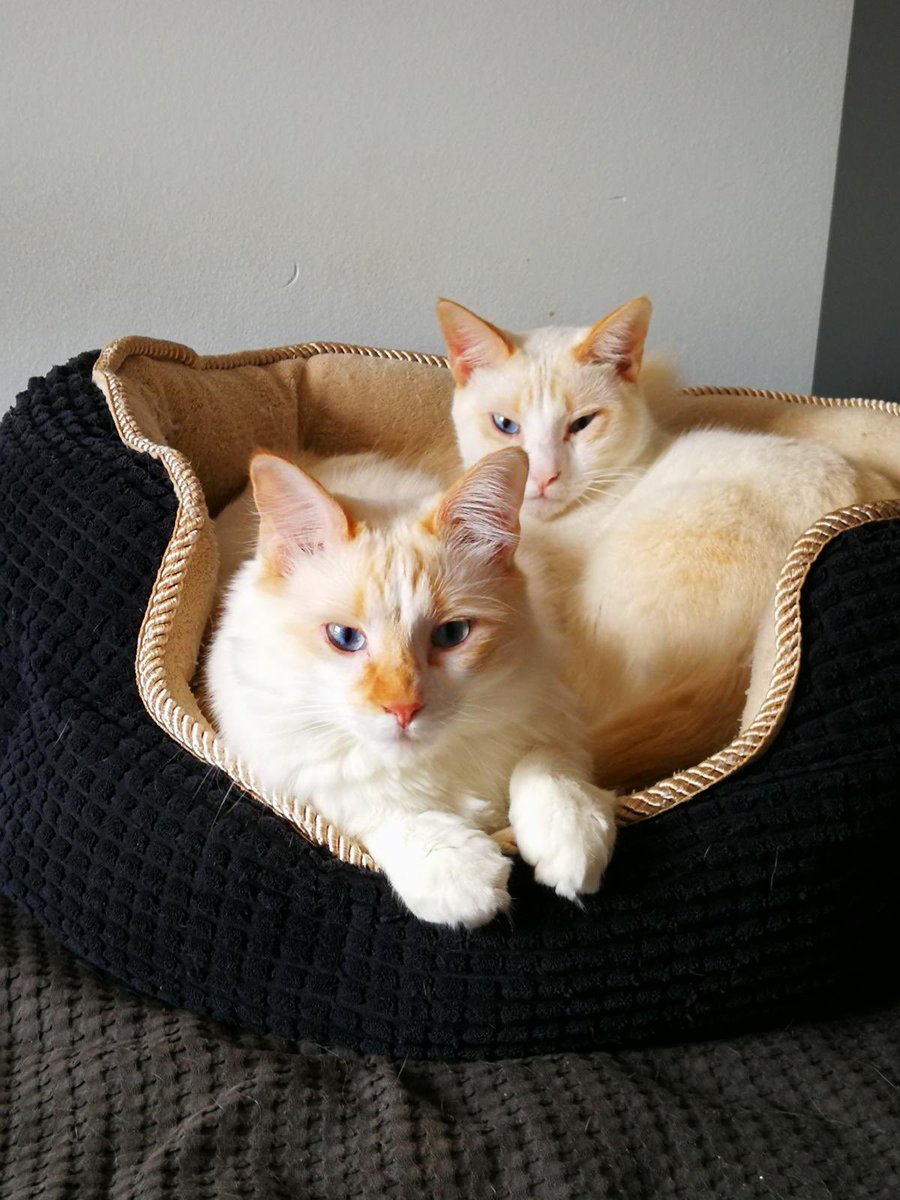 Devuelven a Tom y Nina 😭

Se separan y no los quieren. 
Como se puede tener ese despego con un animal (dos) que han estado contigo durante TRES años.

No lo puedo entender.

Ayudadles a encontrar una casa.
Adopción conjunta en Barcelona.