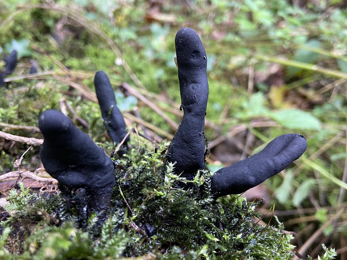 Is it possible to tell from this photo whether it’s Xylaria polymorpha or  X. longipes please? I wish I’d noticed the micro-moth at the time. It looks interesting!