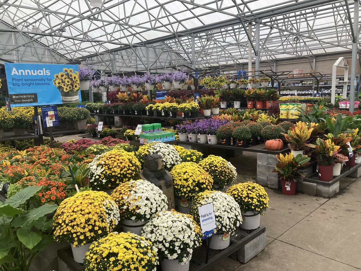 Sierra Behring | MGH (@sierrabehring) on Twitter photo Congratulations Kelly on your Service Star! Lowe’s 1723 Gloucester, VA was standing tall for their 10.2 Garden Walk! <a href="/LBishPlants/">Lora Bishop</a> <a href="/BenitoKomadina/">Benito.Komadina@Lowes</a> <a href="/MetrolinaGHS/">MetrolinaGreenhouses</a> <a href="/BlueBoxR1/">@BlueBoxR1</a> Congratulations Kelly on your Service Star! Lowe’s 1723 Gloucester, VA was standing tall for their 10.2 Garden Walk! <a href="/LBishPlants/">Lora Bishop</a> <a href="/BenitoKomadina/">Benito.Komadina@Lowes</a> <a href="/MetrolinaGHS/">MetrolinaGreenhouses</a> <a href="/BlueBoxR1/">@BlueBoxR1</a>