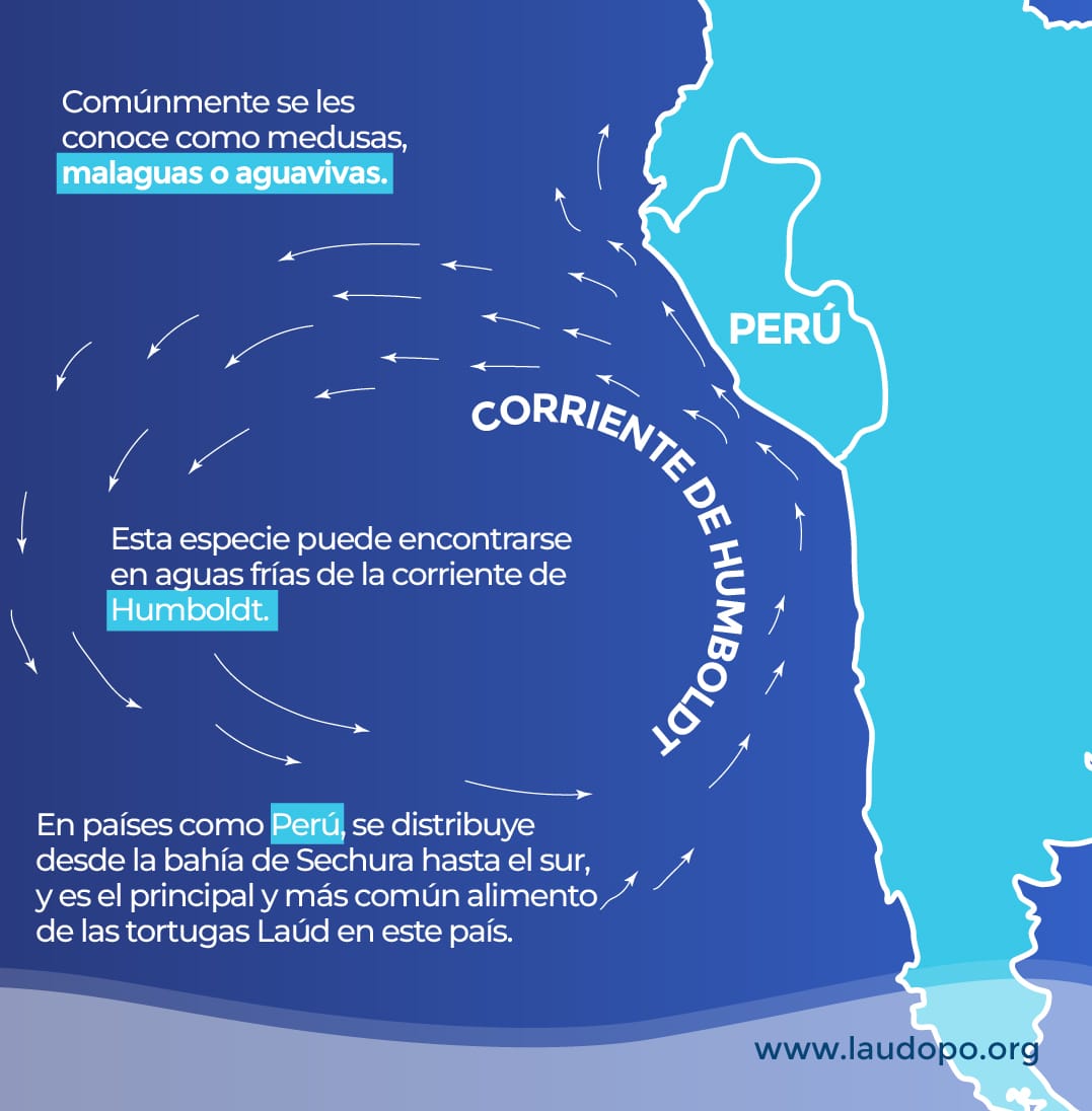 👀 Hoy te compartimos algunas características de uno de los principales alimentos de la tortuga Laúd, las medusas boca de bandera🪼
.
#redlaúdopo #unidosporlalaúd #leatherback #laúd #baula #aprendiendoconlaudita #conservacióntortugalaúd #medusabocadebandera #Chrysaoraplocamia
