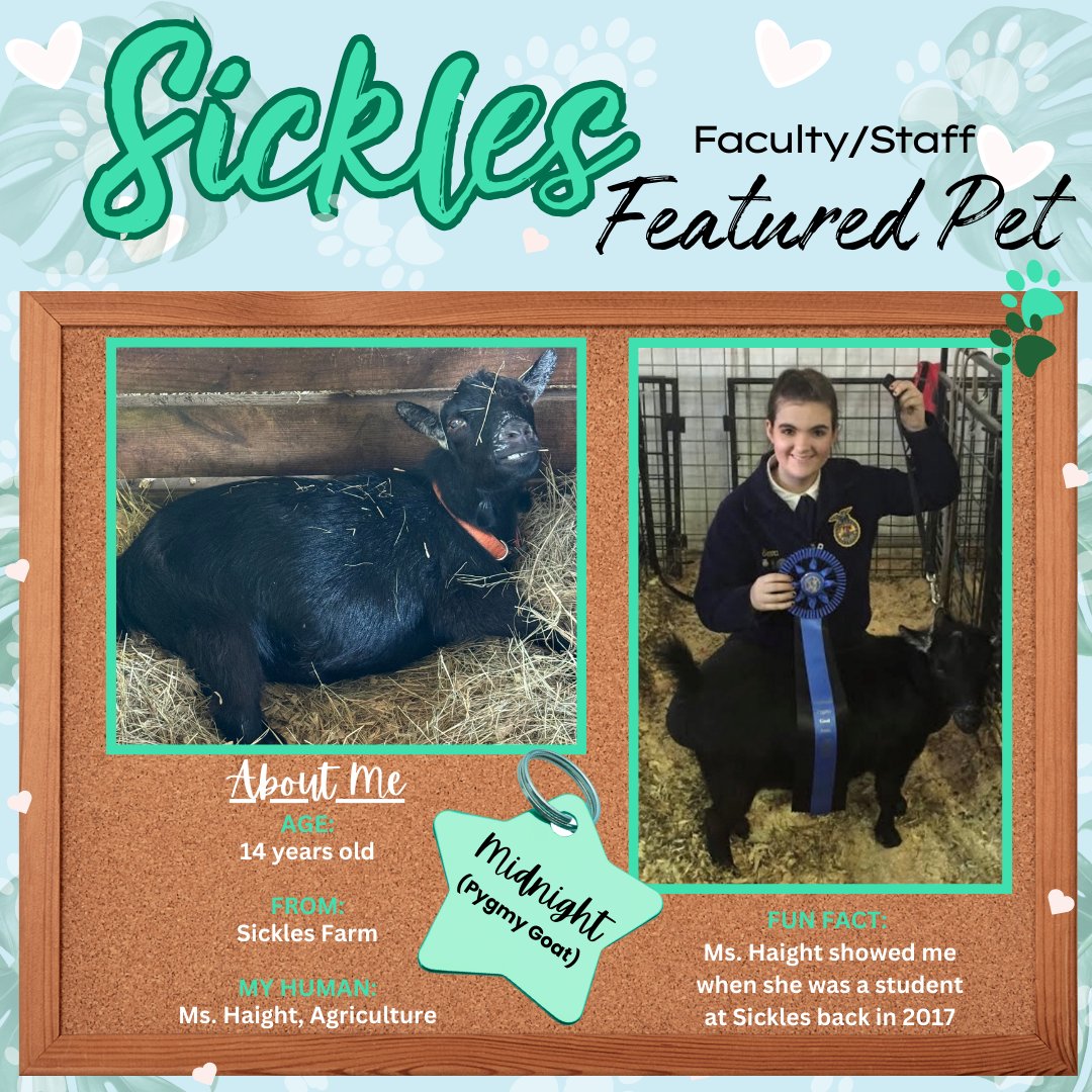 A special featured pet today - Midnight the pygmy goat!  Look at that face! 🐐💙