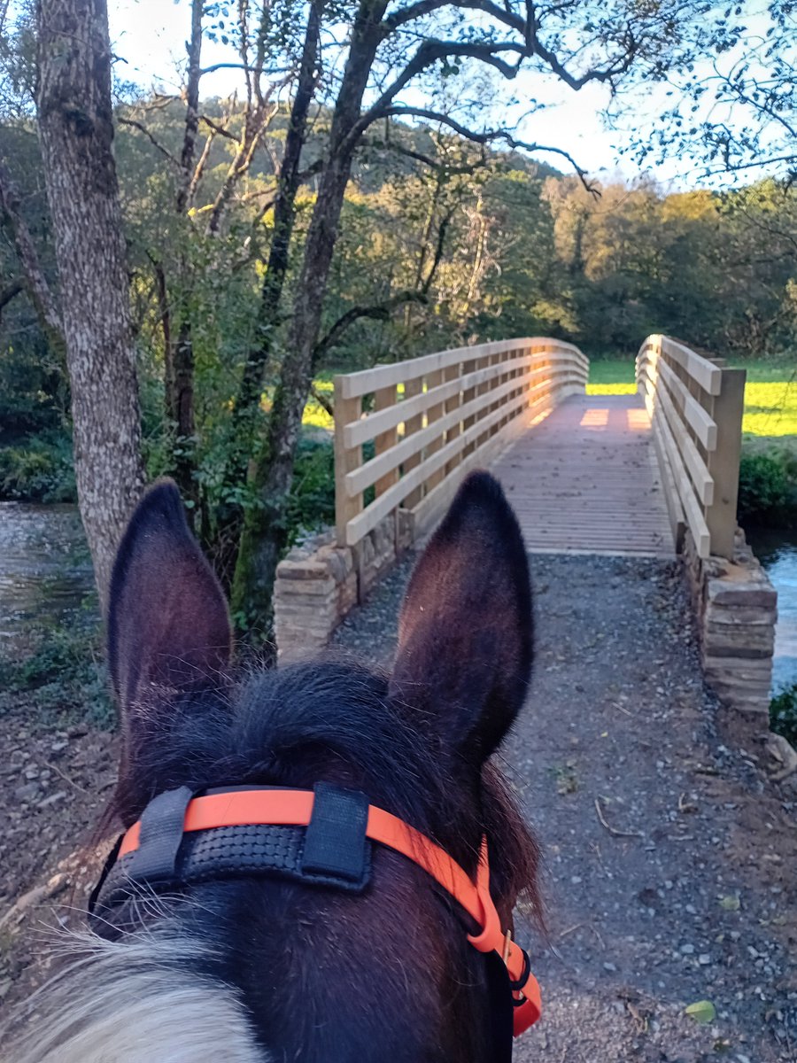 ExmoorNP's tweet photo. Successful Great Bradley Bridge 'Road Test' today (or rather Hoof Test)!
#withypool #tarrsteps #exmoor #exmoornationalpark https://t.co/0gnaG7poCi