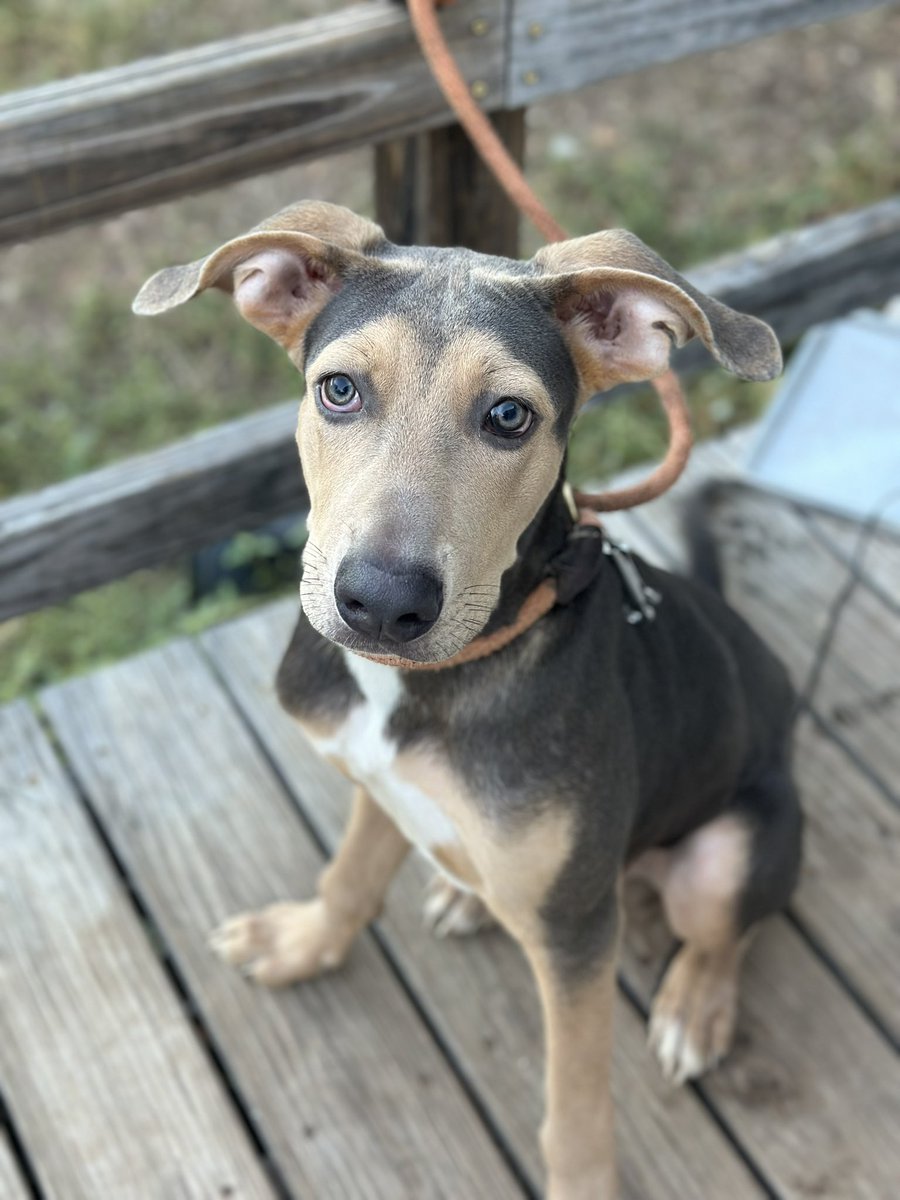 Donate: linktr.ee/laylasheartran…

We did not get one donation yesterday for wishlist Wednesday. We need horse feed, dog treats, soft dog food, and cleaning supplies. Phoenix (pictured) is also getting neutered on the 15th and we desperately need funding for exterior fencing for