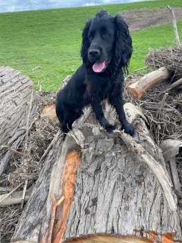 NEED TO LOCATE TRUCK DRIVER FINDER :

🆘27 SEPT 2024 #Lost CHARLIE #ScanMe #Stolen??
YOUNG Black Cocker Spaniel Male
A trucker picked him up on the #A1 motorway 200yds before Robin Hood's Well #DN6 
nr #Burghwallis #SouthYorkshire #Doncaster 
doglost.co.uk/dog-blog.php?d…