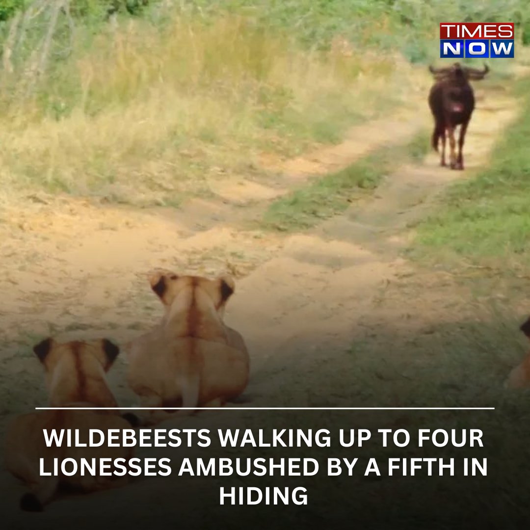 TimesNow's tweet photo. Video: Wildebeests Walking Up to Four Lionesses Ambushed by a Fifth in Hiding
#TNCards #Wildbeest
Read More: https://t.co/MPwOtYv8y2 https://t.co/BXYSMJO889