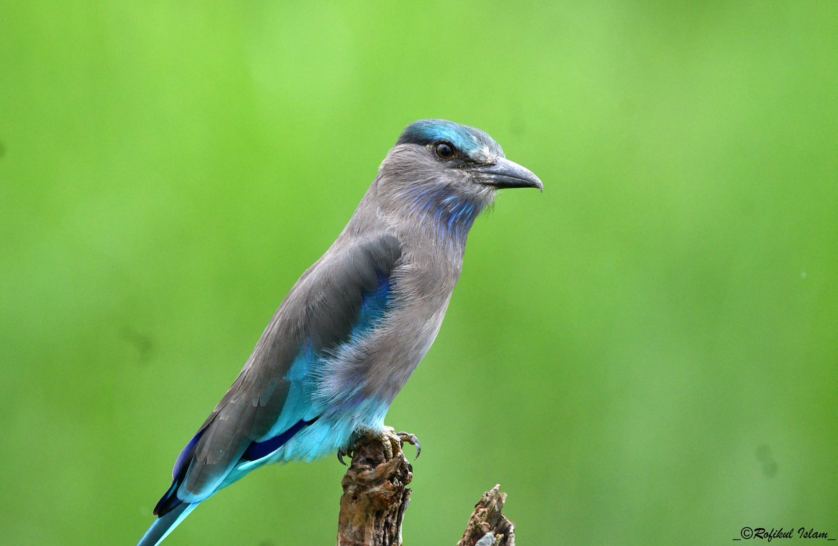 Tweet media one