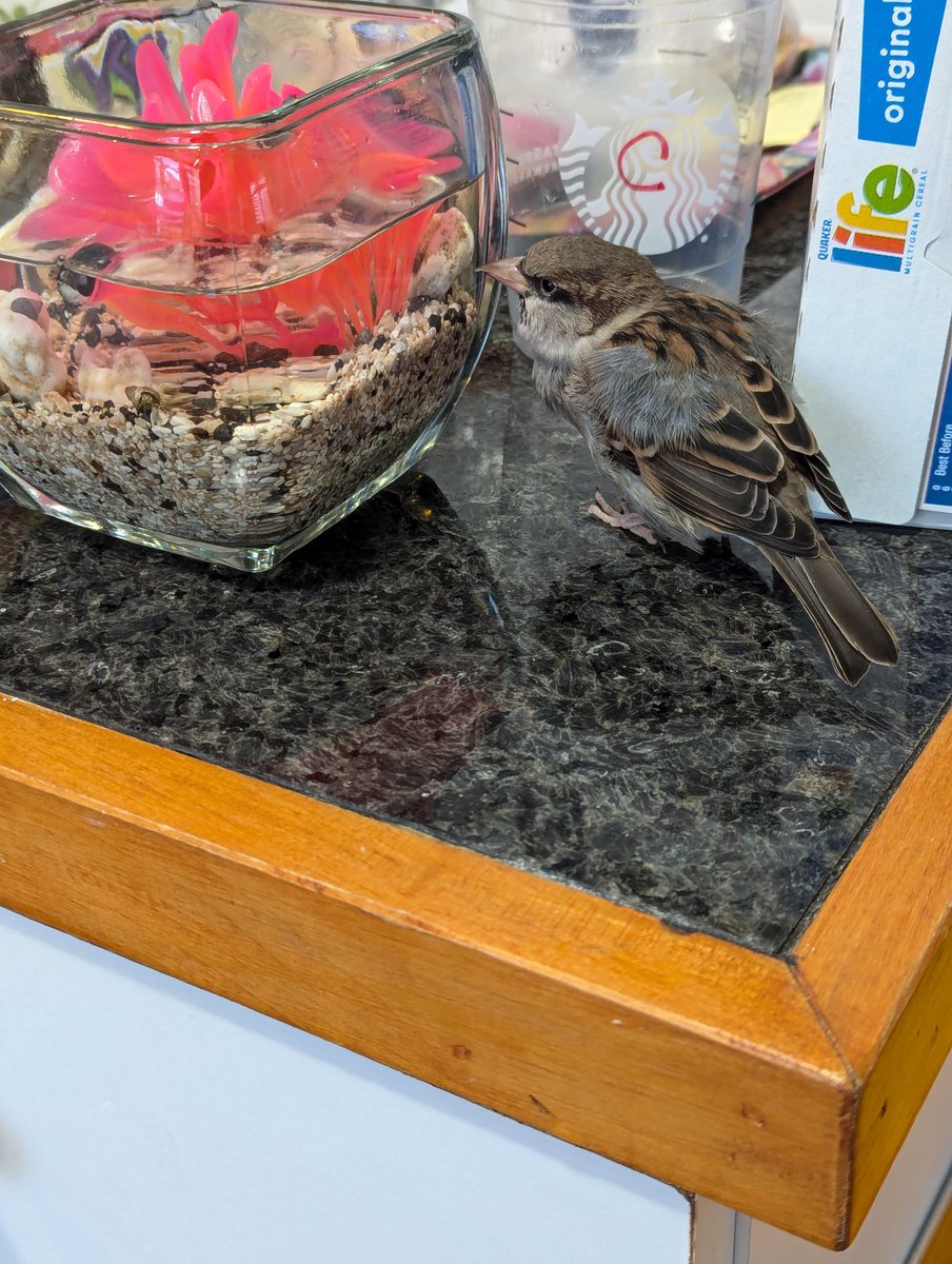 😆 Lol My friend Kai is checking out the hermit crabs that I got from the ocean 🌊🦀🎣🐦 he always likes to be curious. So he jumped from his cage to the kitchen counter where I have them at. I had him for a year already and he is a Sparrow. ♥️ He likes me 😉 Lol