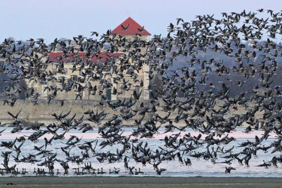 We are looking forward the the EURING General Meeting 2024 that will be held in Tata, Hungary. Over 80 people will be attending and most European Ringing Schemes will be represented. See   euring.org/meetings/gener… for more information
