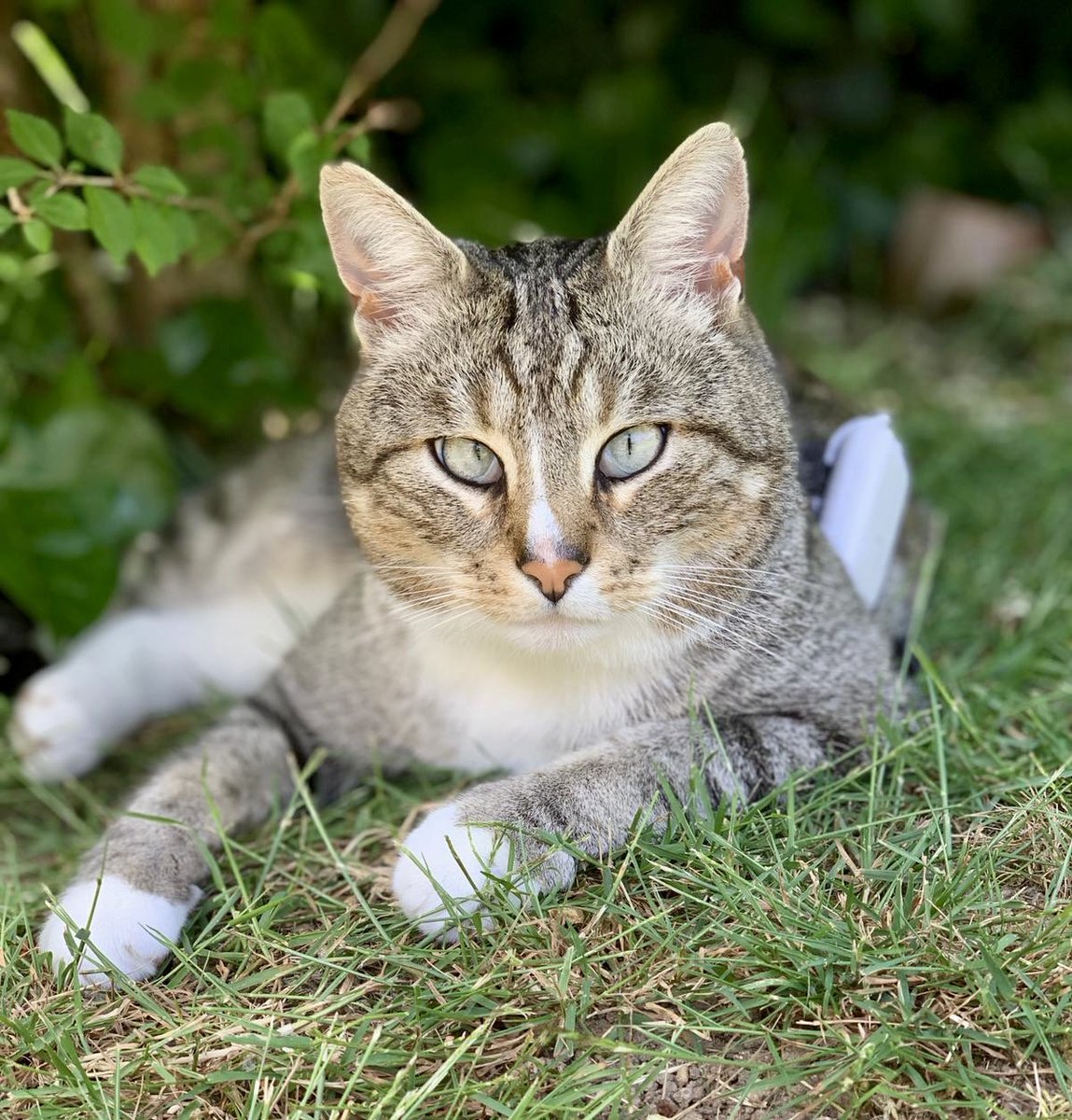 Othello & Leia tweet media