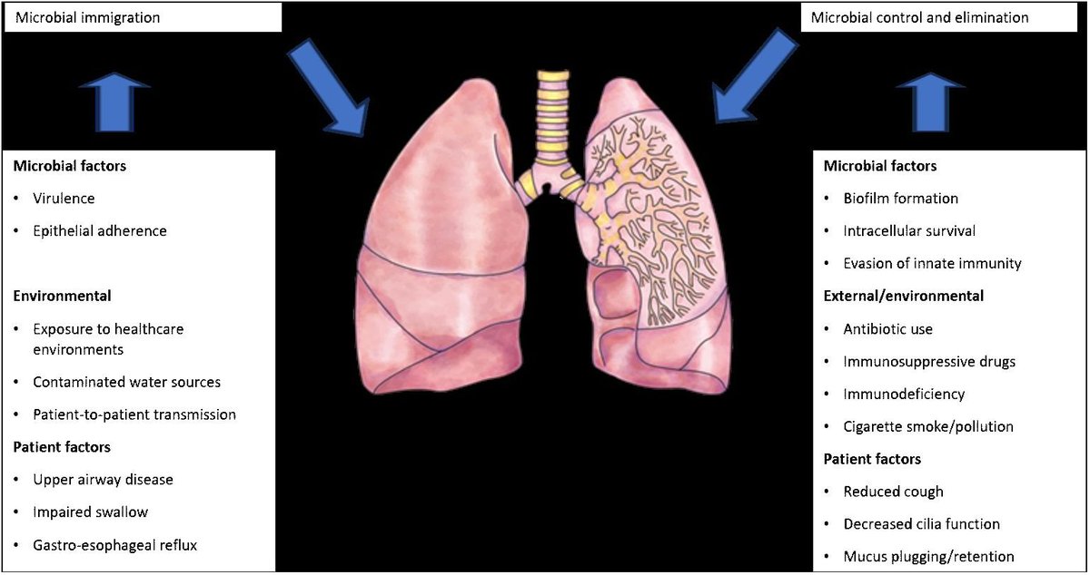 🔥🔥Lung Microbiome: New Insights into Bronchiectasis Outcomes 🌬️

🔬 Understanding the #LungMicrobiome:
The microbiome refers to the genetic material of all microorganisms in a specific environment, such as the lungs. 

Historically, lung bacteria were studied through
