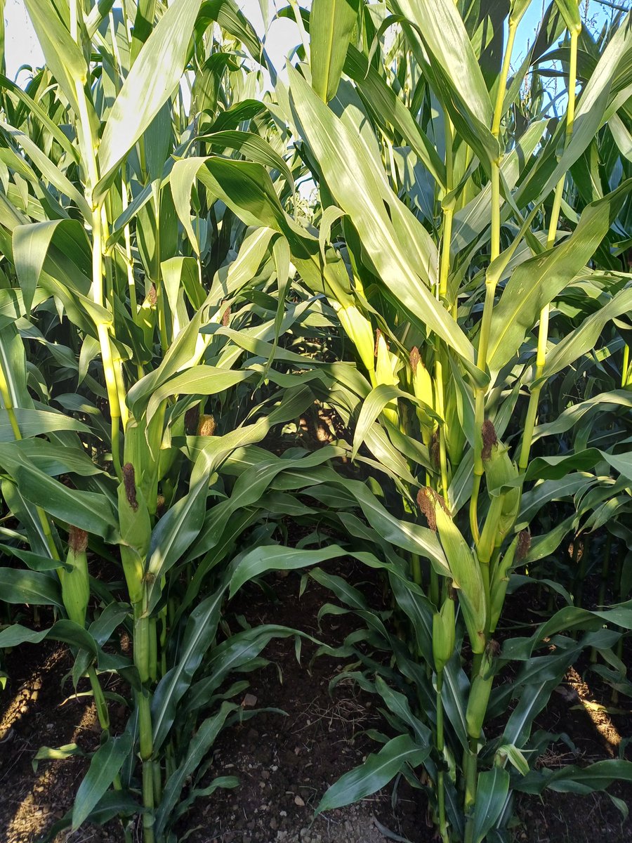 mark1_ward's tweet photo. Very impressed with the performance of Scandinav Maize (FAO 170) grown in the open without plastic despite late sowing. Demonstrates the potential of these new varieties. #NoPlastic #Sustainable @DrummondsAgri https://t.co/BBgS97lkTY