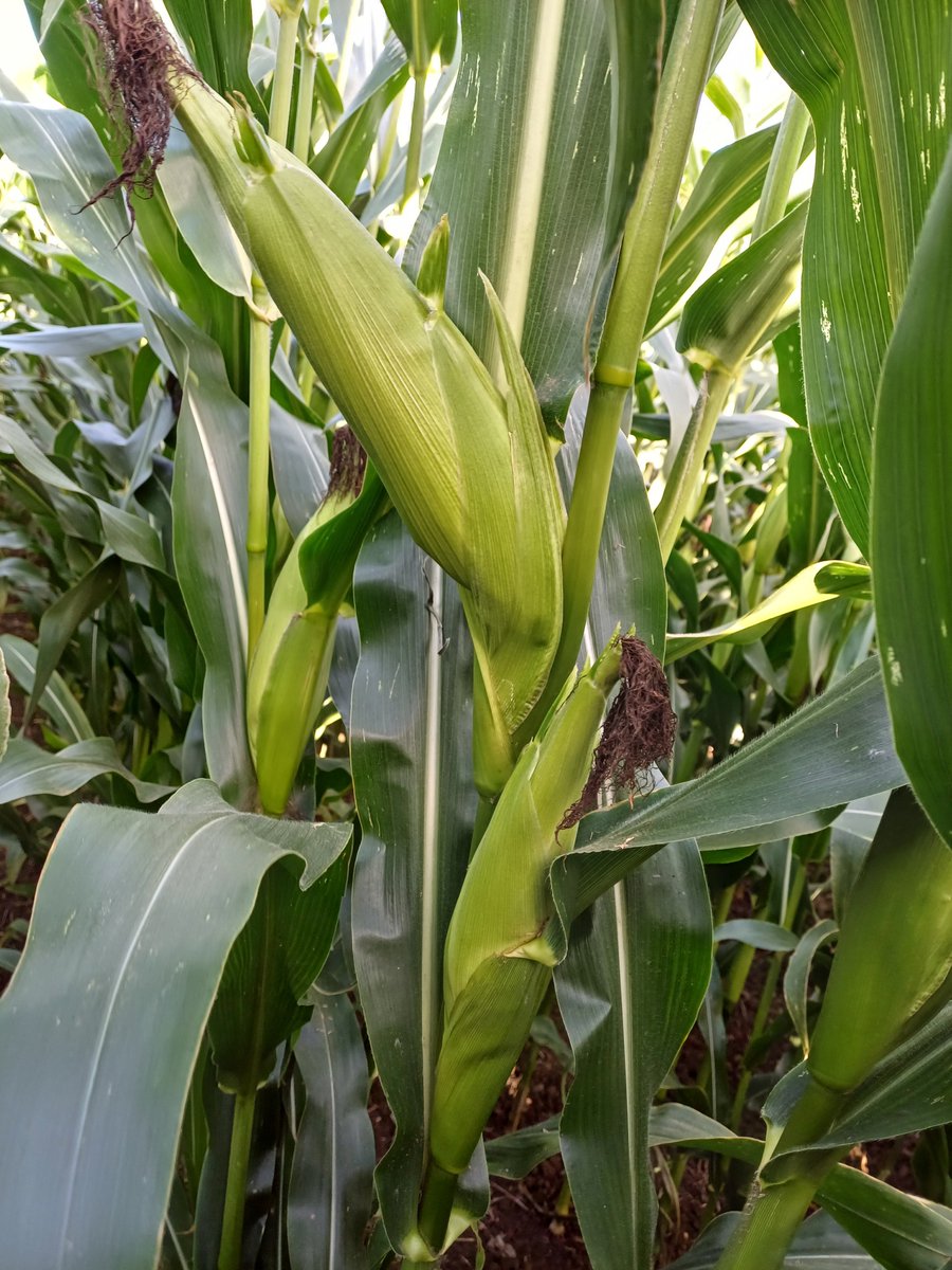mark1_ward's tweet photo. Very impressed with the performance of Scandinav Maize (FAO 170) grown in the open without plastic despite late sowing. Demonstrates the potential of these new varieties. #NoPlastic #Sustainable @DrummondsAgri https://t.co/BBgS97lkTY
