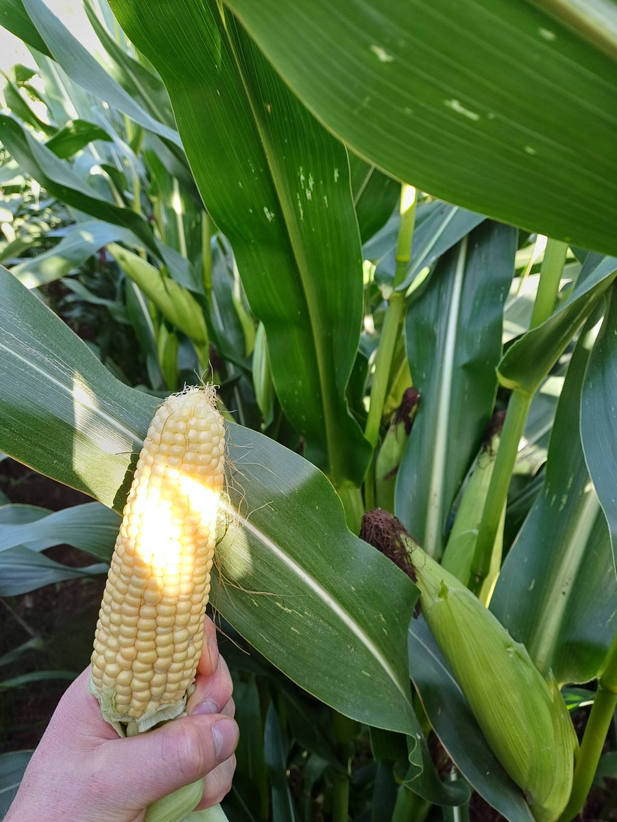 mark1_ward's tweet photo. Very impressed with the performance of Scandinav Maize (FAO 170) grown in the open without plastic despite late sowing. Demonstrates the potential of these new varieties. #NoPlastic #Sustainable @DrummondsAgri https://t.co/BBgS97lkTY
