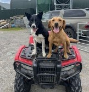 millypod1's tweet photo. 🆘25 SEPT 2024 #Lost RUBY &amp; JESS #ScanMe
Fox Red Labrador Cross Female
Black &amp; White Collie Cross Female 
Clachan Sands, Isle of North Uist #Scotland #HS6 https://t.co/ntP9dl93FK  
https://t.co/a1YZiC9gdH https://t.co/4yCzGv9Uur