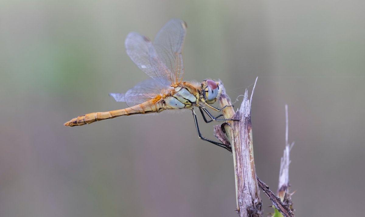 Bob Eade tweet media